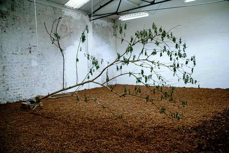 Rope Holding a Tree Branch, Construction for Movement, Insitu Installation | by Anna Godzina.