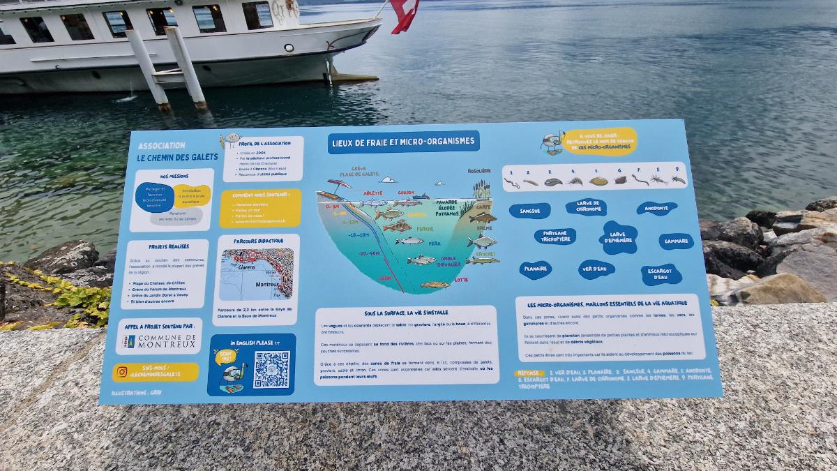 Le Léman, un Écrin de Vie : Plongée au Cœur de la Reproduction de nos Poissons - Photo 1