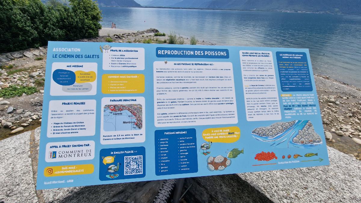 Le Léman, un Écrin de Vie : Plongée au Cœur de la Reproduction de nos Poissons - Photo 3
