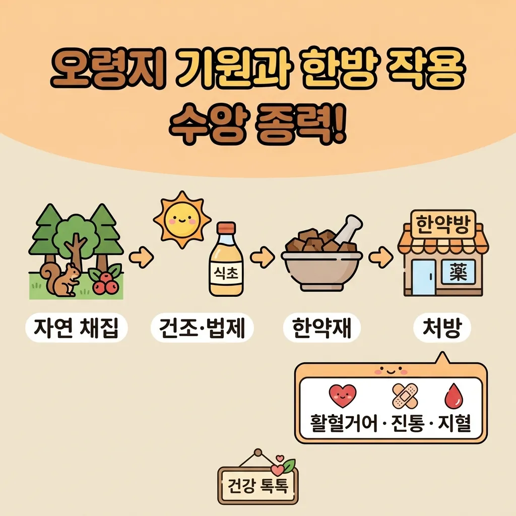 오령지 기원과 한방 작용 흐름 정리