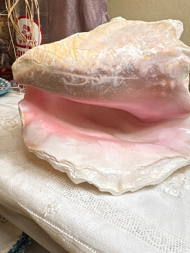Large natural queen conch shell