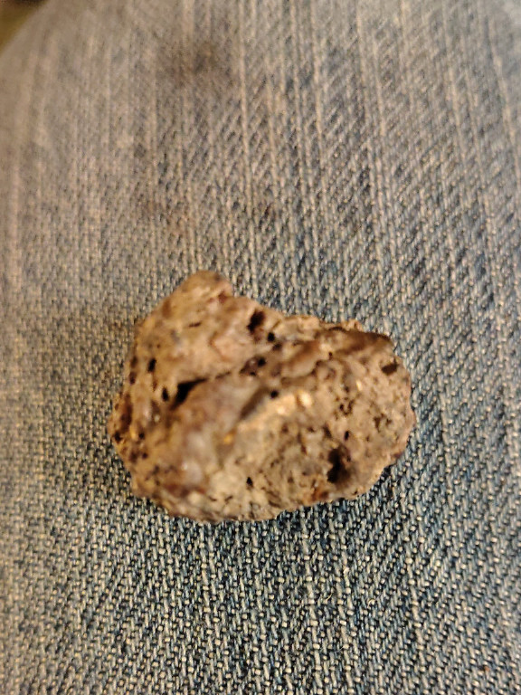 Fossil osteoderm (bony plate) from a Glyptodon