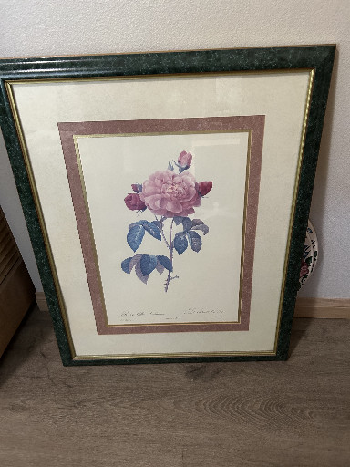 Framed botanical print of 'Rosa Gallica Aurelianensis' after Pierre-Joseph Redouté