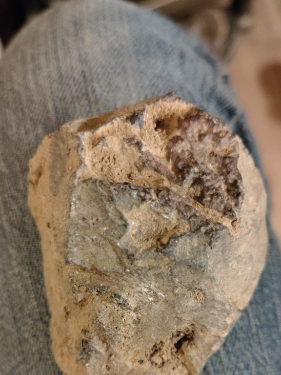 Ammonite fossil specimen