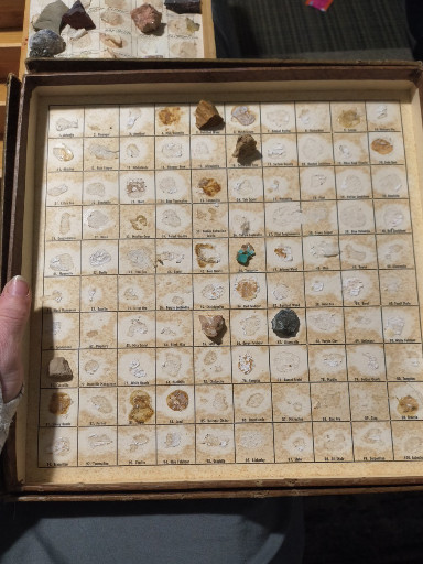 Vintage natural history specimen collection in wooden display case featuring seashells, minerals, and fossils