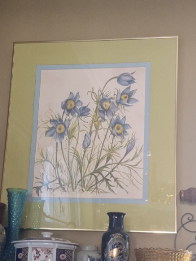 Framed botanical watercolor print depicting Pulsatilla (Pasque Flower)