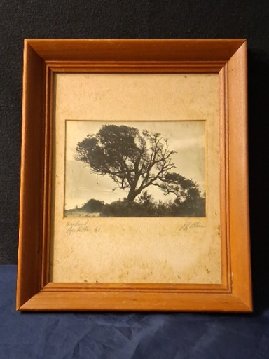 Vintage albumen photograph titled 'The Lone Cypress, Monterey, California' by Charles Wallace Jacob Johnson