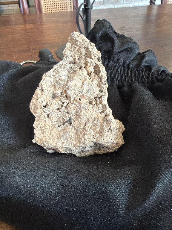 Fossilized coral specimen