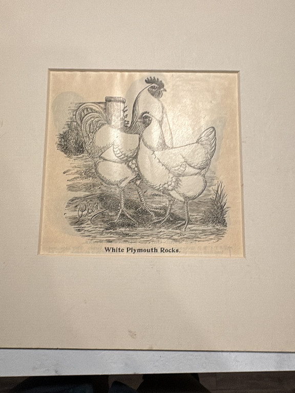 Antique poultry print titled 'White Plymouth Rocks' by J.W. Ludlow