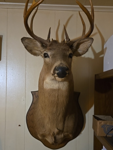 Taxidermy shoulder mount of a white-tailed deer buck