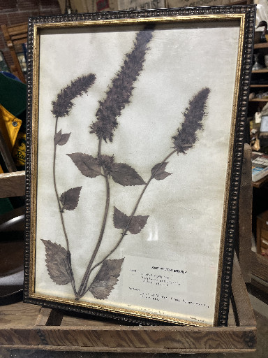 Pressed botanical specimen of Agastache scrophulariifolia (Purple Giant Hyssop) in decorative frame
