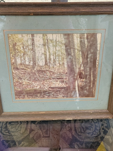 Framed woodland landscape painting titled 'Frequently the Trees Undress' by Thompson