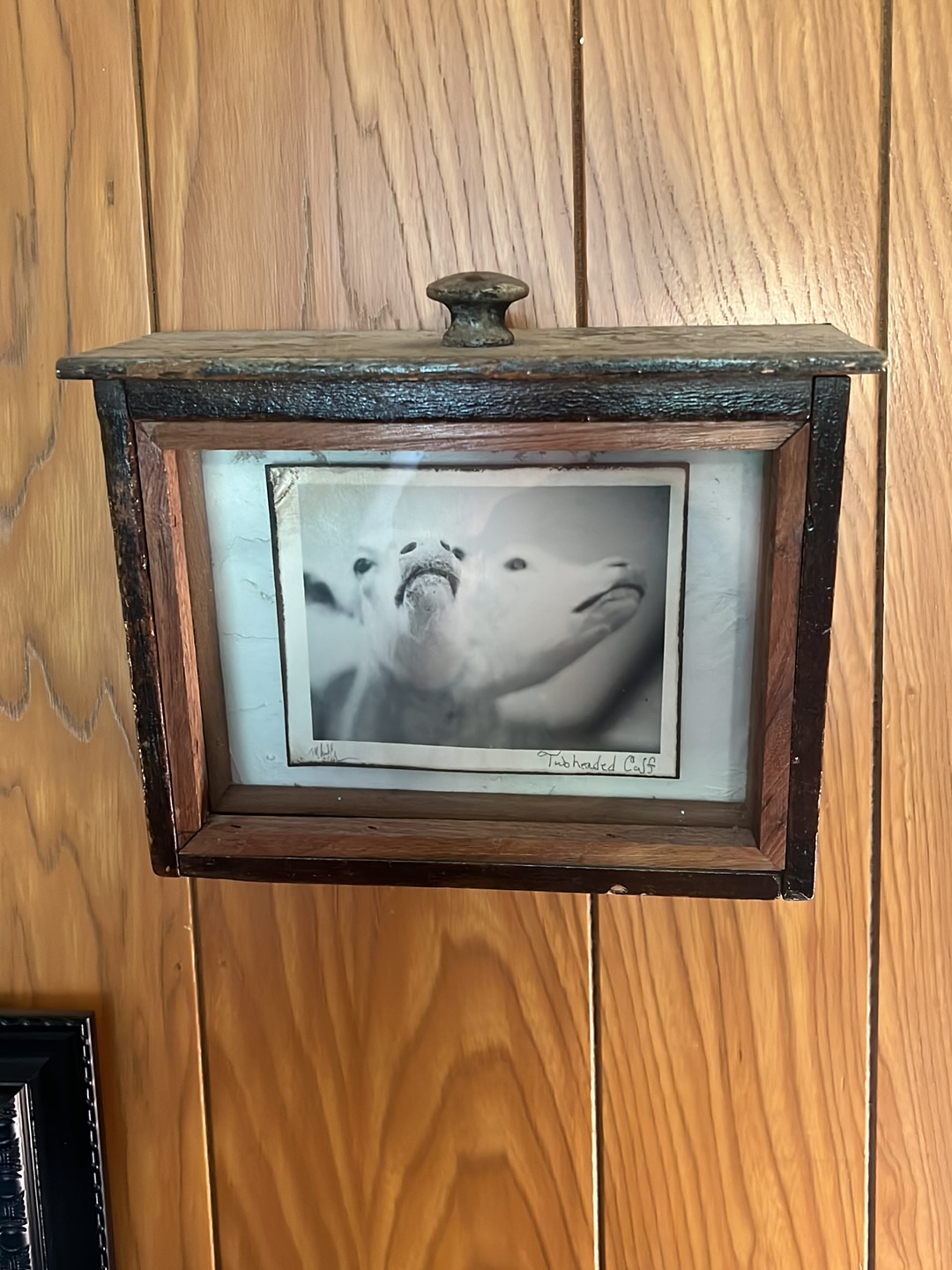 Wooden oddity display frame with photograph of a two-headed calf