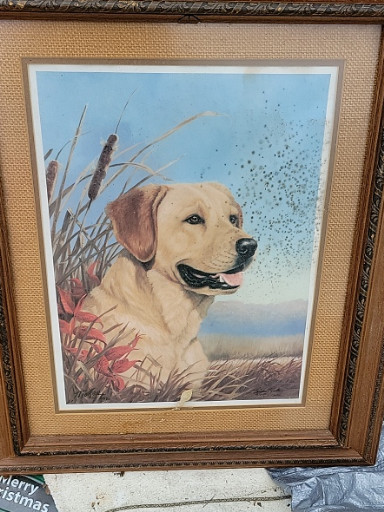 Framed print titled 'Duck Alert' by Randy McGovern featuring a Yellow Labrador Retriever