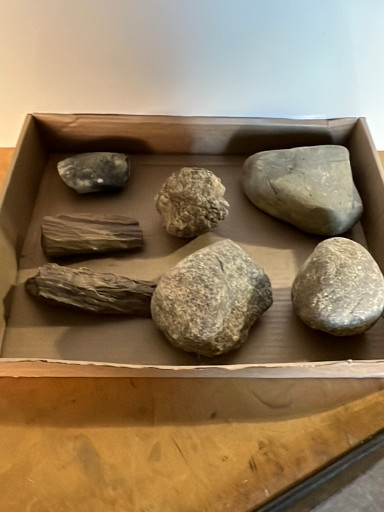 Collection of natural geological specimens including fossilized wood, coral, and various sedimentary rocks