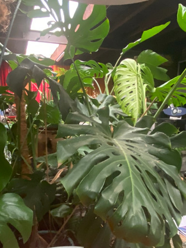 Levende Monstera deliciosa kamerplant