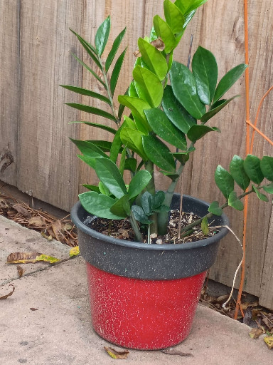 Live ZZ Plant (Zamioculcas zamiifolia) in decorative pot
