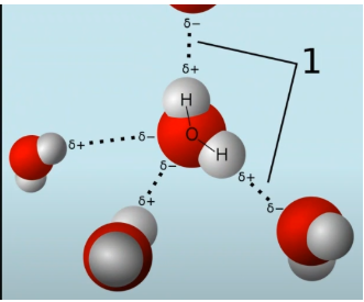 In the above image, each series of dots between two water molecules indicates a hydrogen bond.