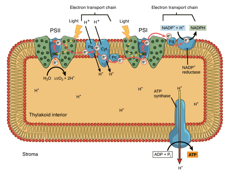 Source: https://www.khanacademy.org/science/ap-biology/cellular-energetics/photosynthesis/a/light-dependent-reactions