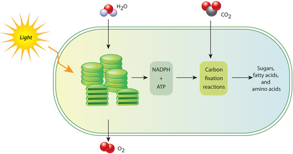 Source: https://darwinsdisciples.weebly.com/maintaining-homeostasis-cellular-respiration-and-photosynthesis