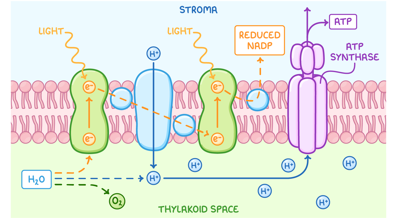 Source: https://s3.eu-west-2.amazonaws.com/elements.cognitoedu.org/8771fc8a-d793-4c0e-ab49-0c291d17fbac/light-dependent-reaction-diagram.png
