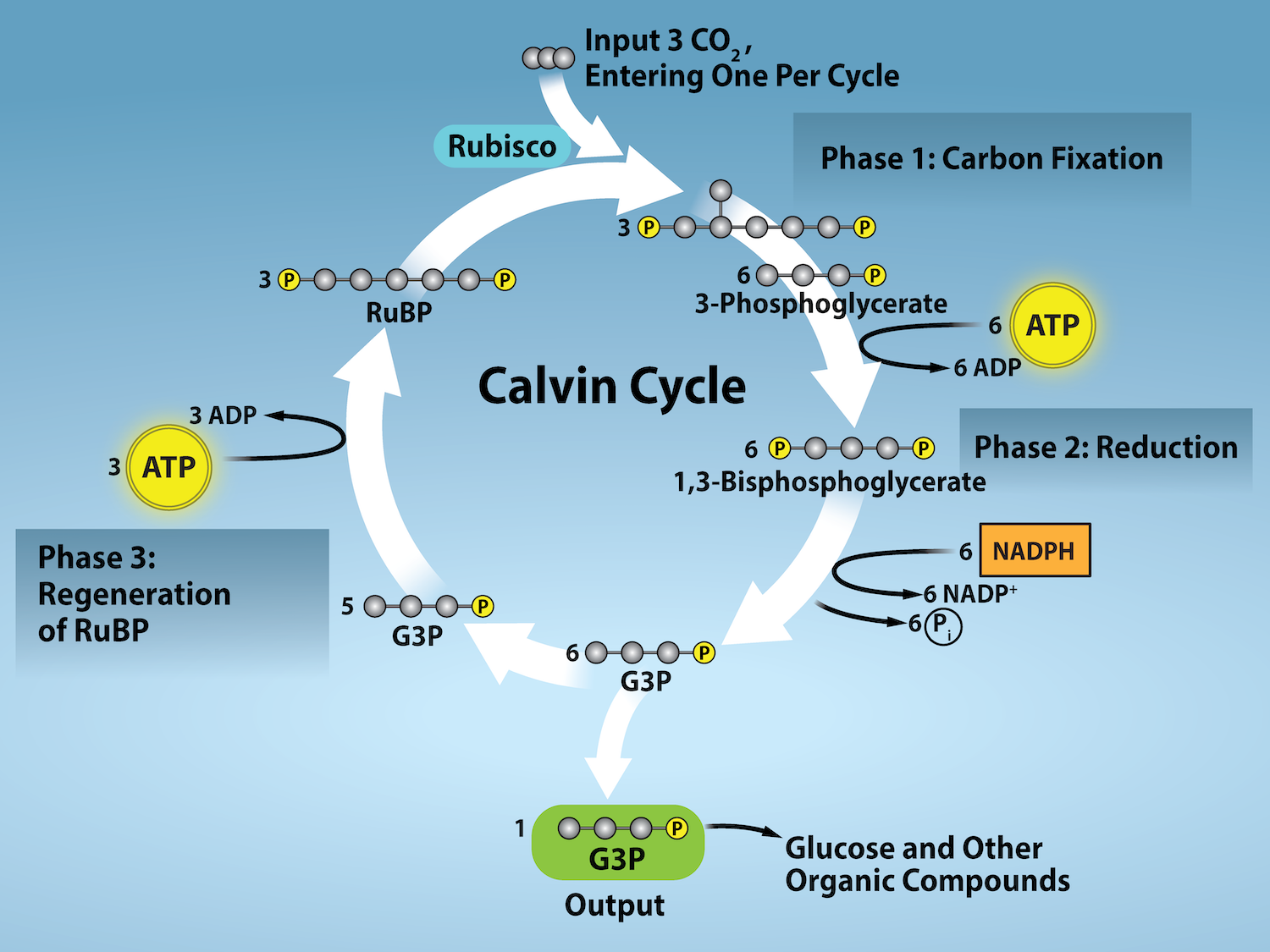Credit: https://openintrobiology.pressbooks.tru.ca/wp-content/uploads/sites/59/2022/06/4-12-Calvin-cycle.png