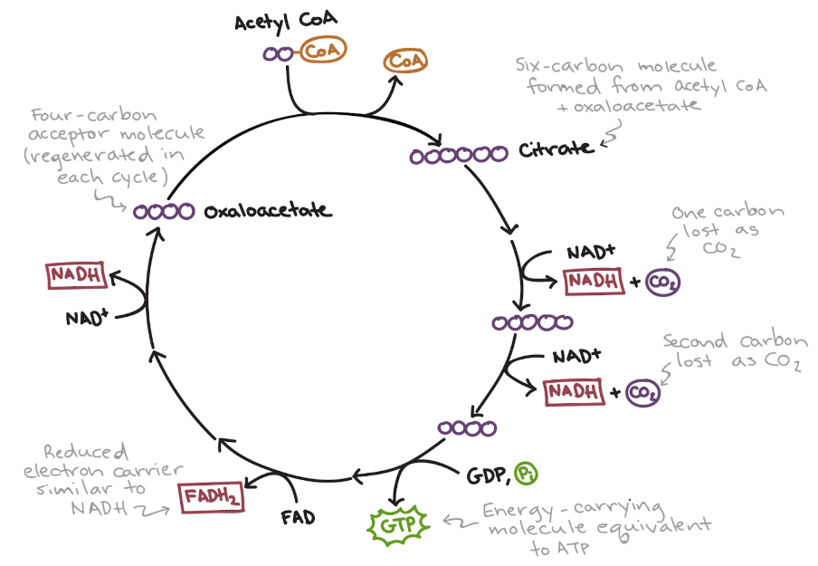 Source:&nbsp;https://www.khanacademy.org/science/biology/cellular-respiration-and-fermentation/pyruvate-oxidation-and-the-citric-acid-cycle/a/the-citric-acid-cycle