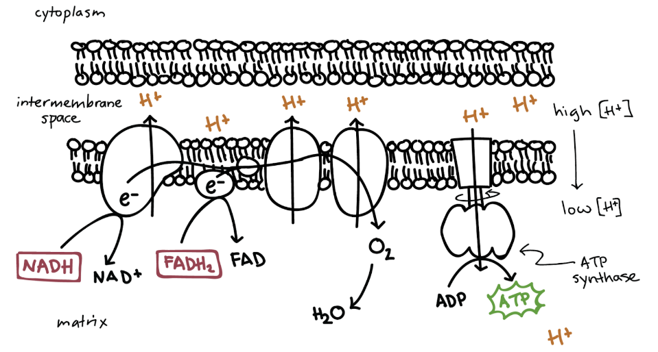Source:&nbsp;https://www.khanacademy.org/science/biology/cellular-respiration-and-fermentation/oxidative-phosphorylation/a/oxidative-phosphorylation-etc