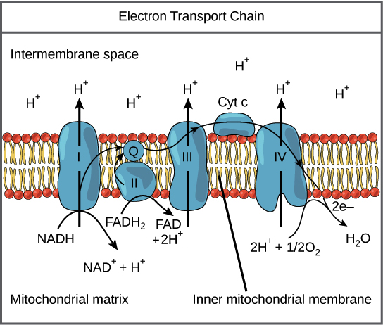 Source:&nbsp;https://www.khanacademy.org/science/biology/cellular-respiration-and-fermentation/oxidative-phosphorylation/a/oxidative-phosphorylation-etc