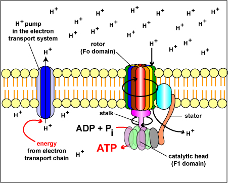 Source:&nbsp;https://cwoer.ccbcmd.edu/science/microbiology/lecture/unit7/metabolism/energy/atpsynthase_il.html