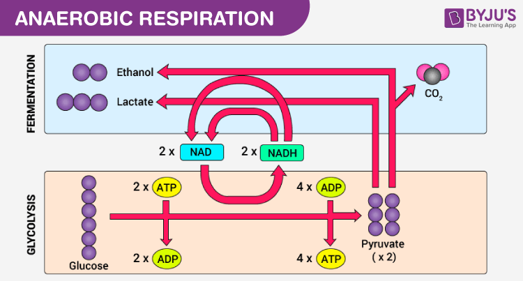 Source:&nbsp;https://byjus.com/biology/aerobic-anaerobic-respiration/