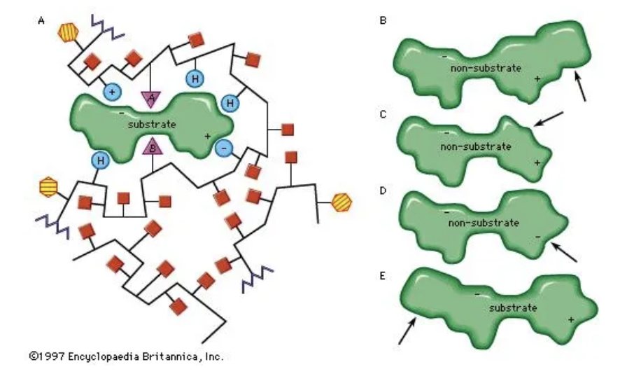 Source: https://www.britannica.com/science/enzyme