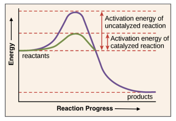 Source: https://www.khanacademy.org/science/high-school-biology/hs-energy-and-transport/hs-enzymes/a/hs-enzymes-review
