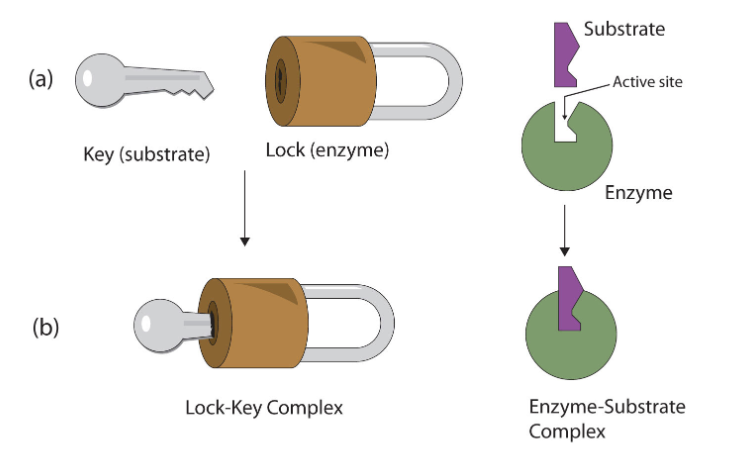 Source: https://chem.libretexts.org/Courses/Case_Western_Reserve_University/CHEM_121%3A_Concepts_for_a_Molecular_View_of_Biology_II_%28Cunningham%29/4%3A_Amino_Acids_Proteins_and_Enzymes/4.07%3A_Enzyme_Action