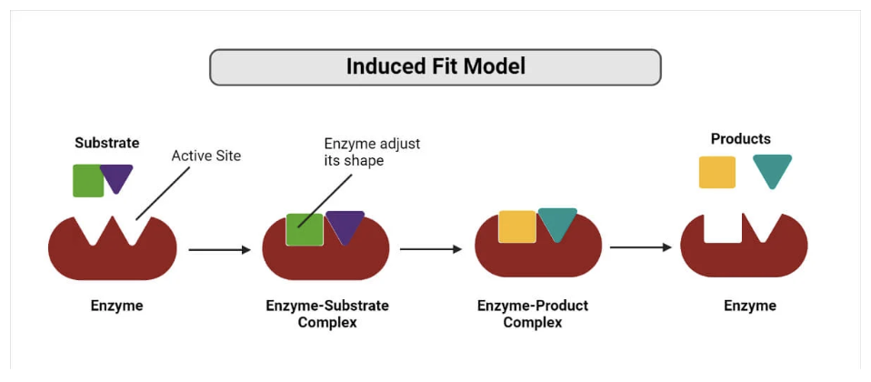 Source: https://microbenotes.com/induced-fit-model-definition-mechanism-advantages/
