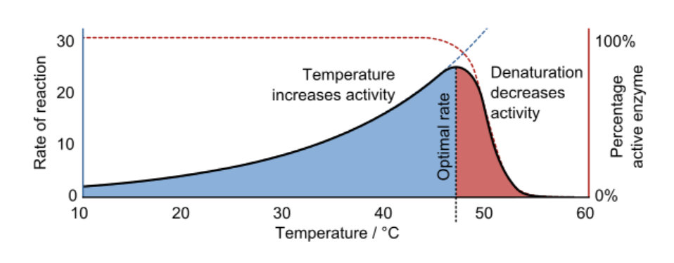 Source: https://www.expii.com/t/temperature-enzyme-reaction-rates-effects-examples-10057