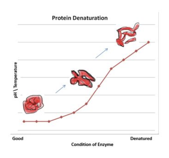 Source: https://www.expii.com/t/deactivation-of-enzymes-overview-examples-10088