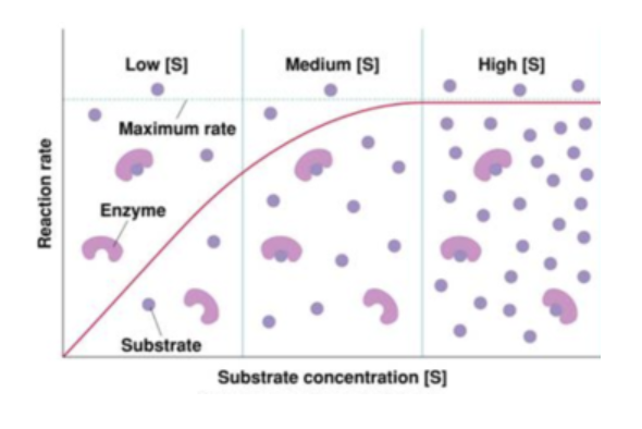 Source: https://www.pathwayz.org/Tree/Plain/ENZYMES+%26+SUBSTRATE+CONCENTRATION