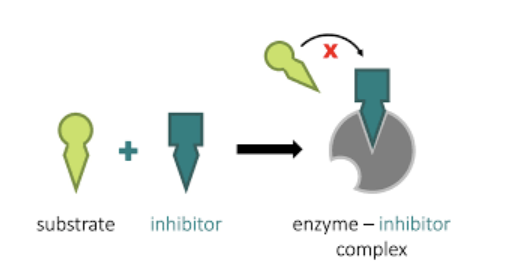 Credit: https://ib.bioninja.com.au/enzyme-inhibition/