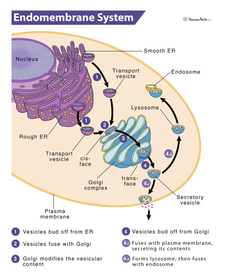 Source: https://www.sciencefacts.net/endomembrane-system.html