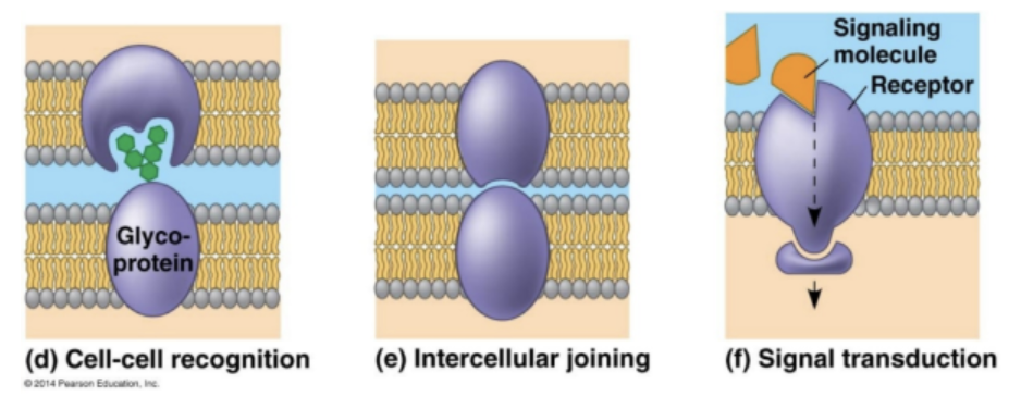 The main roles of glycoproteins