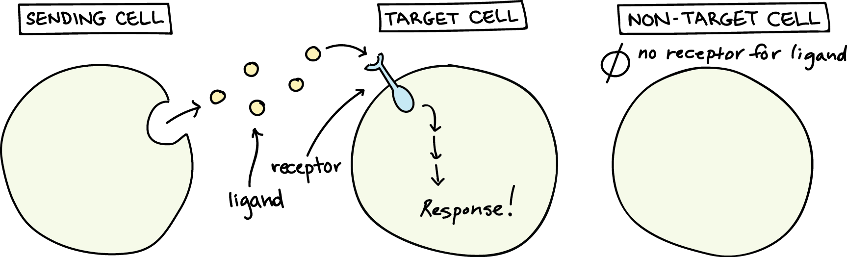 Image Source: https://www.khanacademy.org/science/biology/cell-signaling/mechanisms-of-cell-signaling/a/introduction-to-cell-signaling
