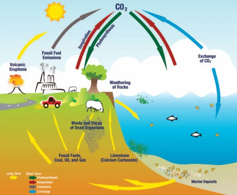 Image Source:&nbsp;https://www.ces.fau.edu/nasa/images/causes/carbon-cycle.jpg