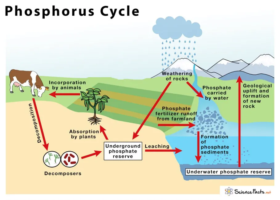 https://www.sciencefacts.net/phosphorus-cycle.html