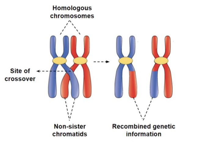 Image Source: byjus.com | Homologous Recombination