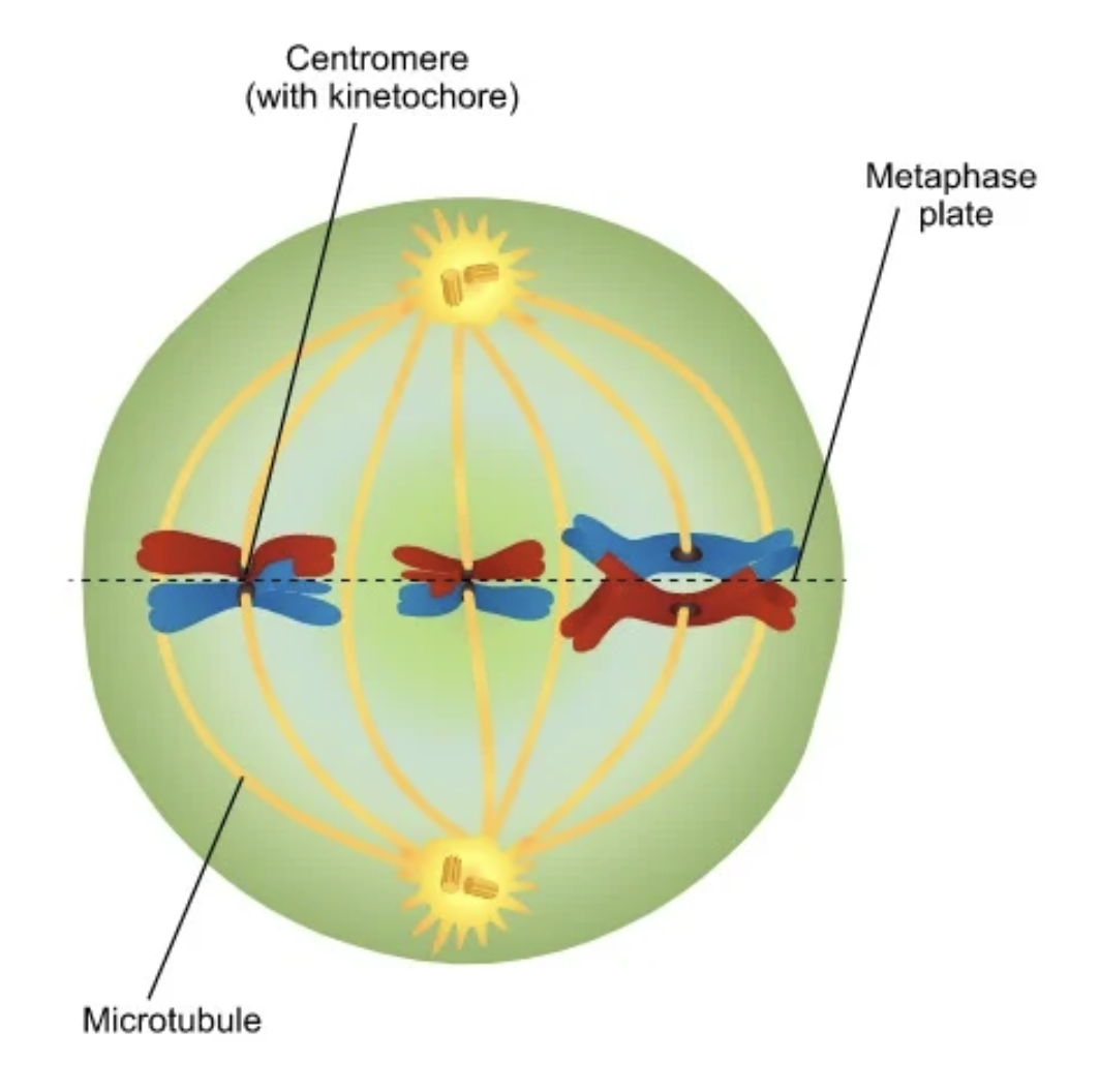 Image Source: Microbe Notes | Metaphase in Mitosis and Meiosis (Metaphase 1 and 2)