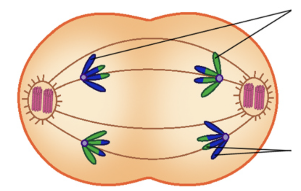 Image Source: ScienceFacts.net | Meiosis