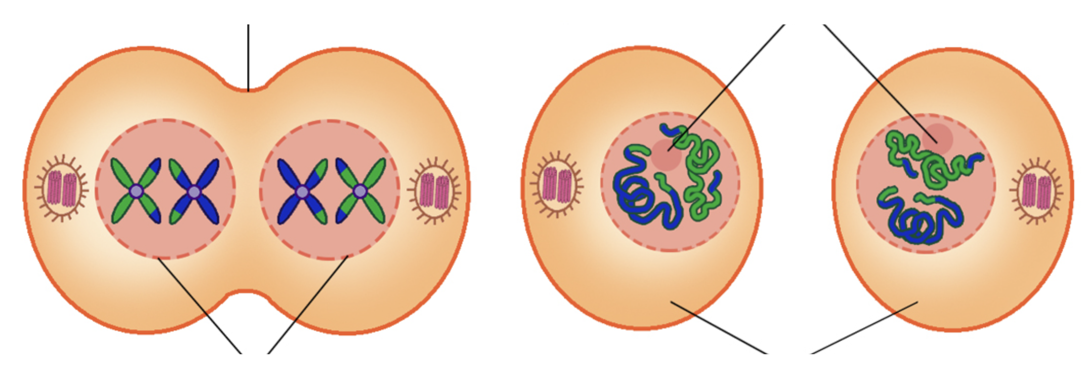 Image Source: ScienceFacts.net | Meiosis