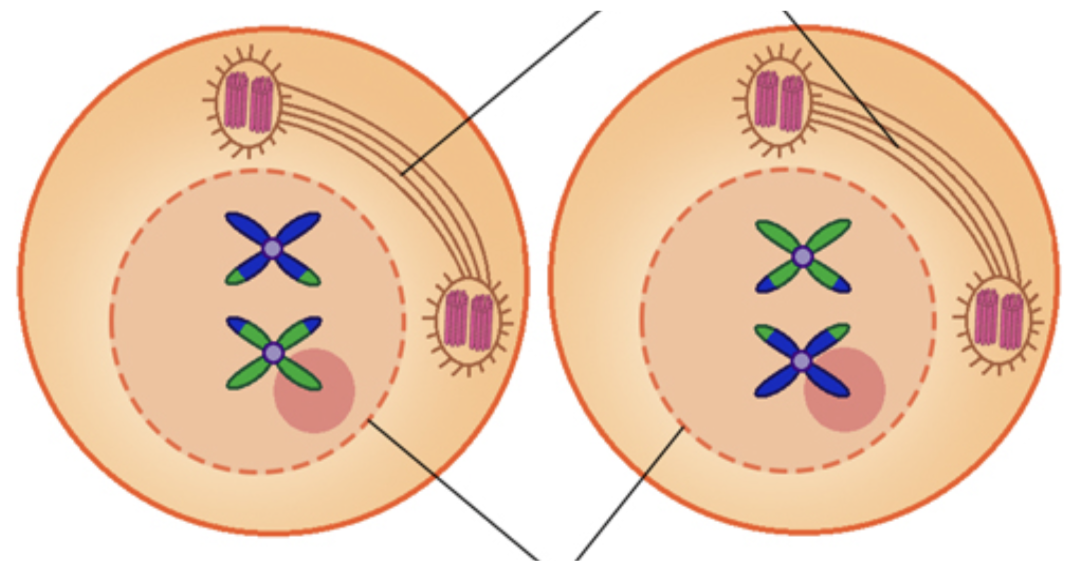 Image Source: ScienceFacts.net | Meiosis