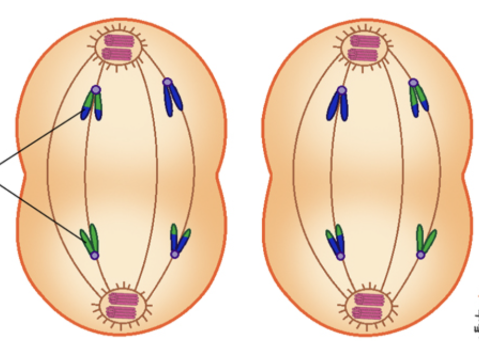 Image Source: ScienceFacts.net | Meiosis
